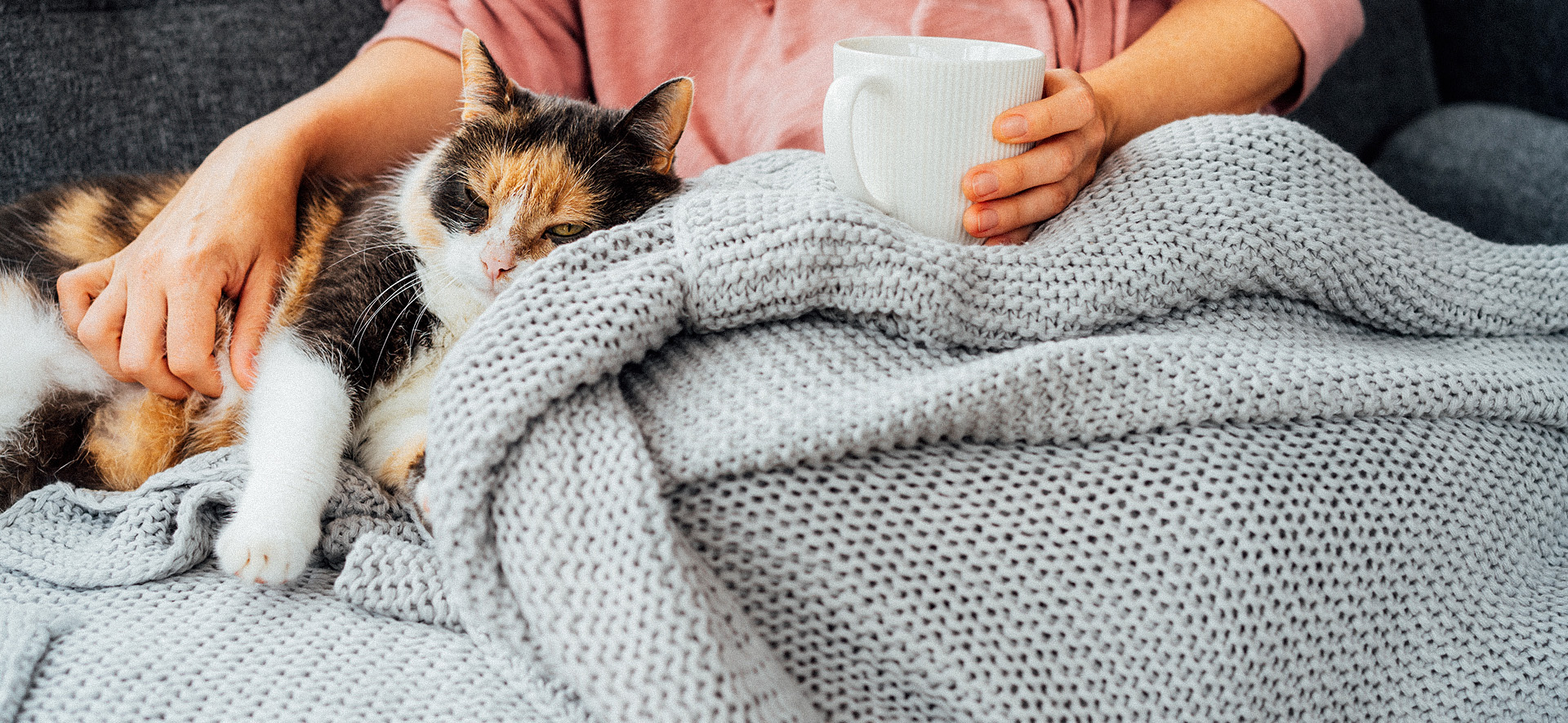 porque los gatos no extrañan a los humanos.